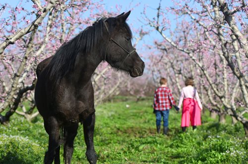 Βέροια: Η Άνοιξη έφτασε και το μαρτυρούν οι Ανθισμένες Ροδακινιές στον εύφορο κάμπο της Ημαθίας -