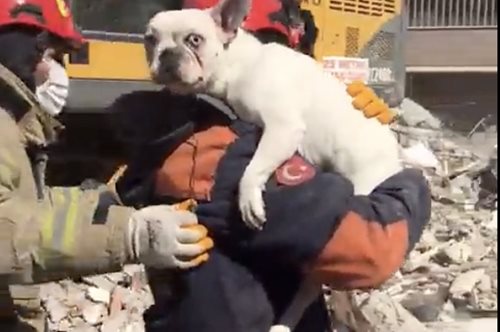 Τουρκία: δυο σκυλάκια σώθηκαν μέσα από τα χαλάσματα 200 ώρες μετά τον σεισμό