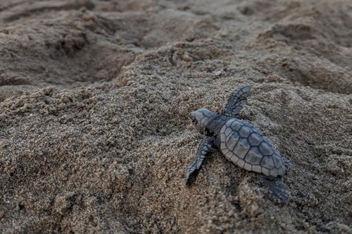 ΑΡΧΕΛΩΝ: Εξερευνήστε μια παραλία ωοτοκίας της θαλάσσιας χελώνας Καρέττα σε Πελοπόννησο και Κρήτη