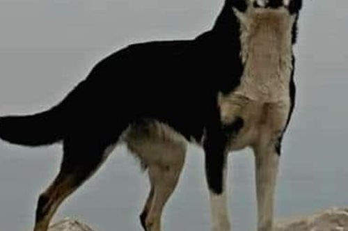 Γάλλος ποδηλάτης έχασε τη σκυλίτσα του στα ελληνοτουρκικά σύνορα και τη βρήκε έναν χρόνο μετά στη Σερβία!