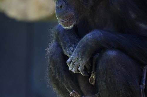 Η Ναταλία, η μαμά-χιμπατζίνα που δεν μπορεί να αποχωριστεί το νεκρό μωρό της και πενθεί- βίντεο