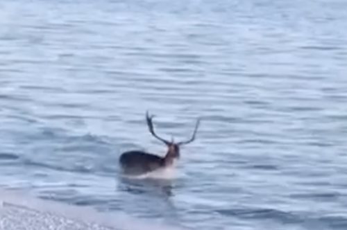 Ό,τι πιο όμορφο θα δεις: Ένα ελάφι απολαμβάνει τη θάλασσα στη Λέσβο