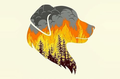 Φωτιές: πού να καλέσετε για τη διάσωση ζώων- 300 ζωάκια σώθηκαν