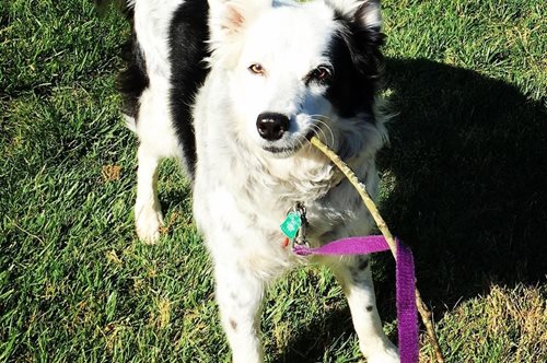 Chaser: Η Αϊνστάιν των σκύλων