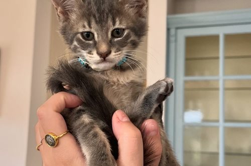 Viral: Το γατάκι που σώθηκε στις Σπέτσες απέκτησε το δικό του λογαριασμό στο Instagram