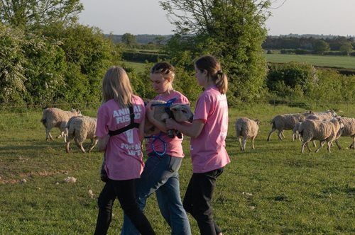 Τα τρία αρνιά του Καρόλου- πώς τα έσωσαν οι ακτιβίστριες από κτήμα του