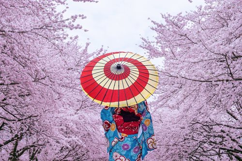 Ιαπωνία: Στο Τόκιο οι κερασιές σε πλήρη ανθοφορία είναι ένα υπερθέαμα