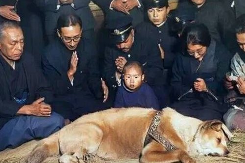 Χάτσικο: Ο σκύλος που απάντησε στην ανθρωπότητα για το αν τα ζώα έχουν συναισθήματα