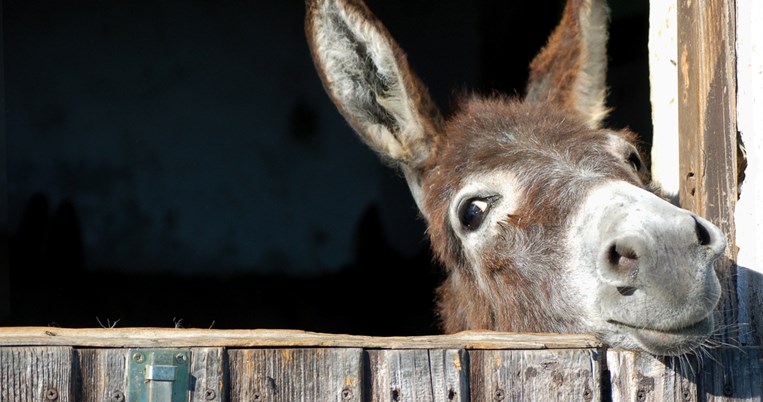 Γαϊδουράκι