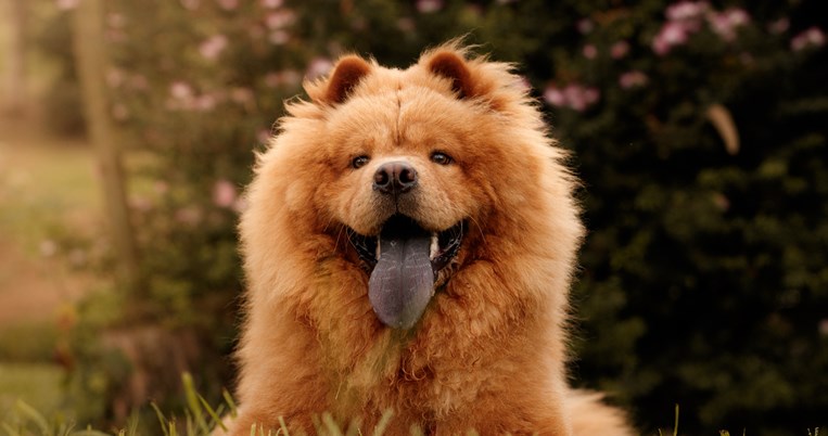 chow chow