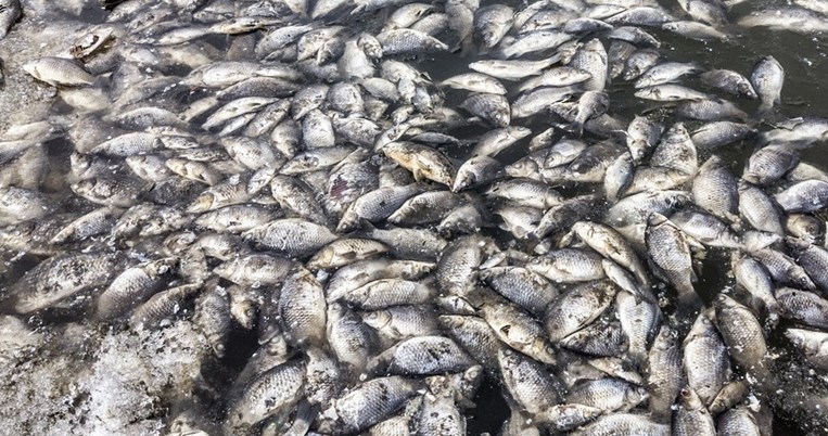 dead fishes