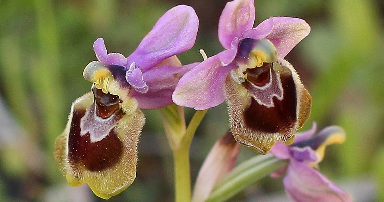 Ophrys_tenthredinifera