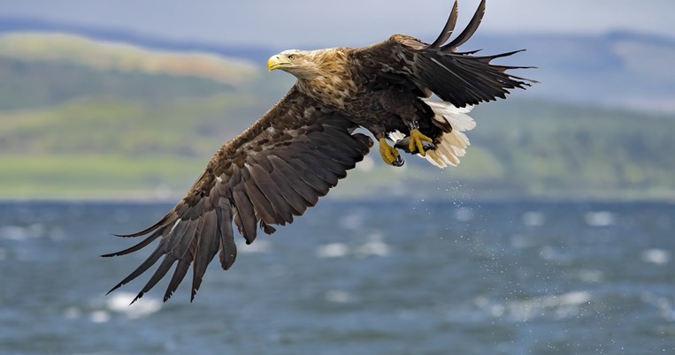 αναρρωση_ορνιο