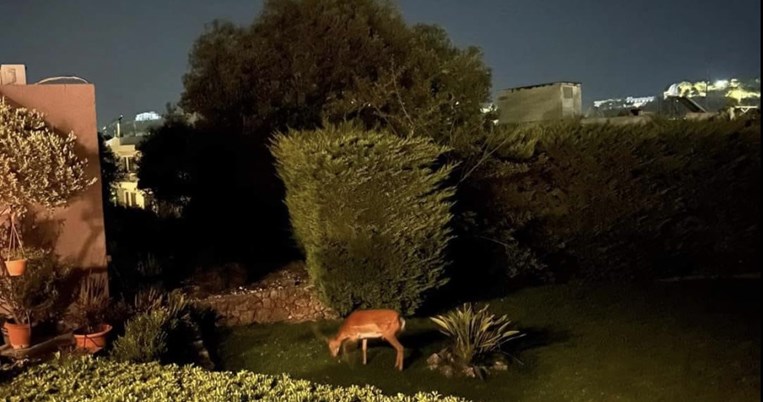 ελάφια Ρόδος