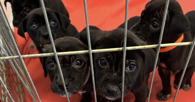 κουταβάκια, άστεγος