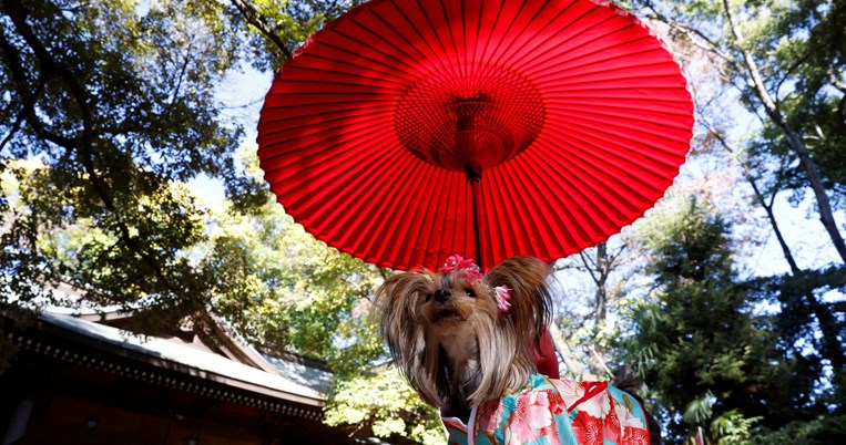 κατοικίδια, κιμονό, Ιαπωνία