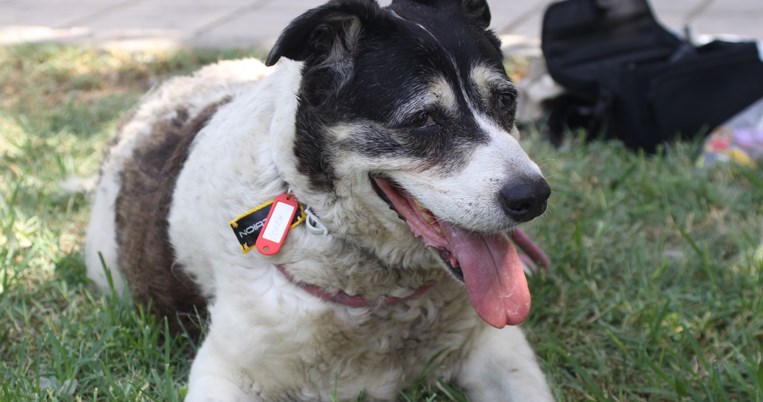 αδέσποτα θεσ/νίκη