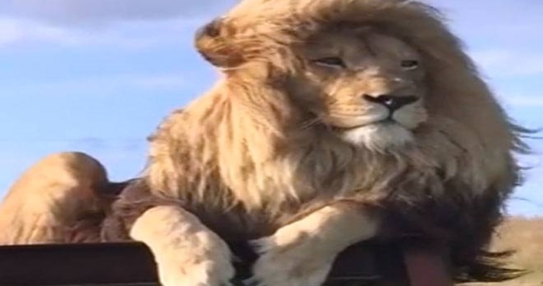 lion