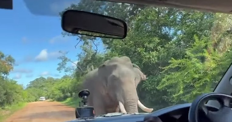 βιντεο_ελεφαντας