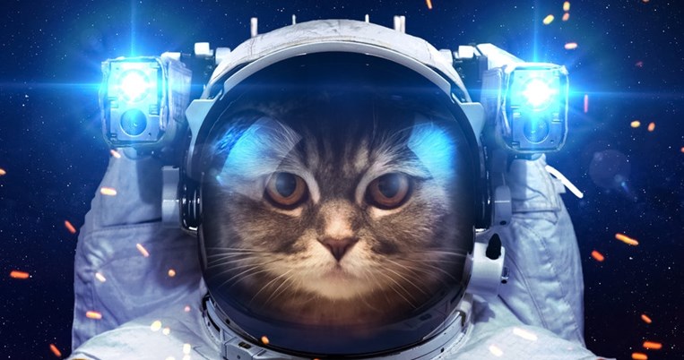 catsinspace