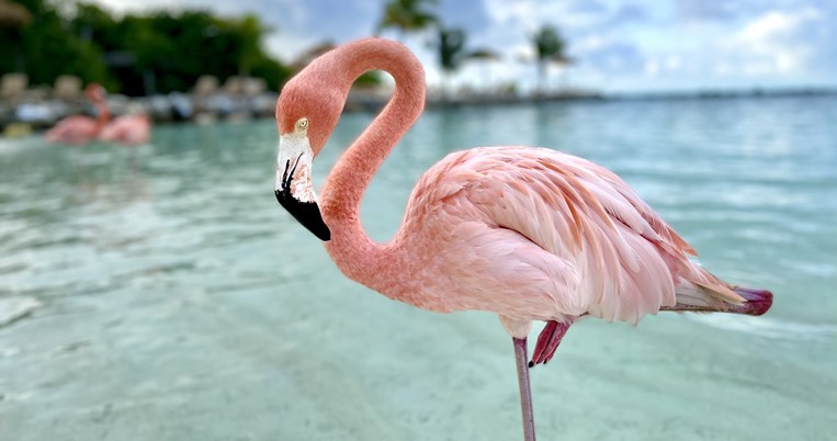 Flamingo’s