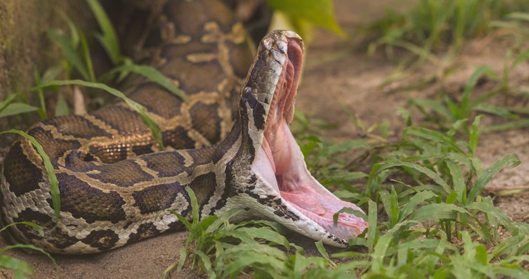 πυθωνας_αυστραλια