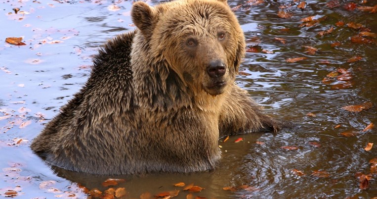 Γιωργάκης, Αρκτούρος
