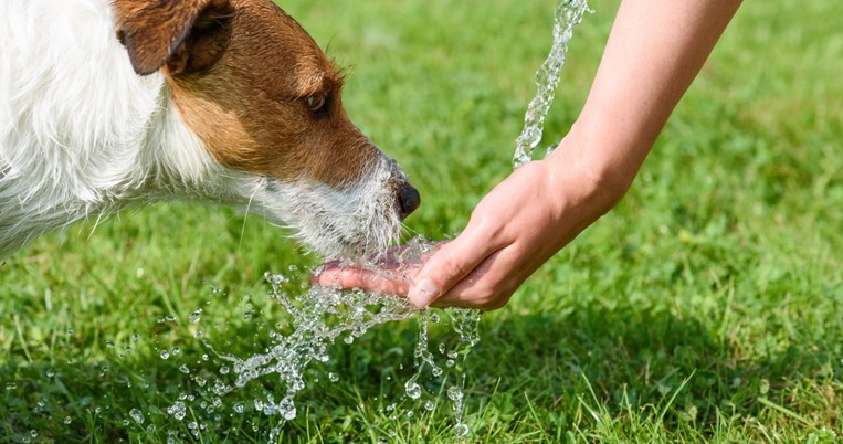 σκύλος, νερό