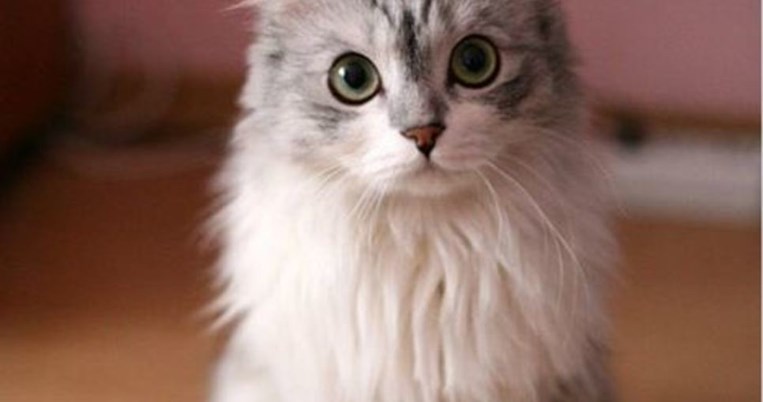 Γιατί όλοι στην Ισπανία ανεβάζουν γάτες στα social media μετά την τρομοκρατική επίθεση;