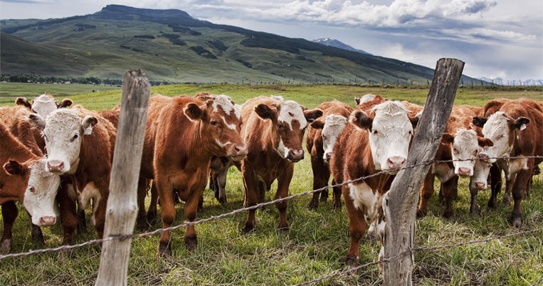 5 πράγματα που θα άλλαζαν στον κόσμο αν όλοι σταματούσαμε να τρώμε κρέας