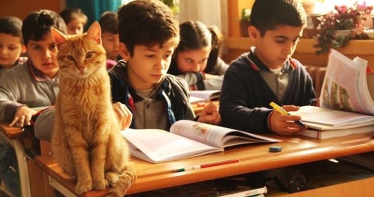 Η ιστορία του Tombi, του πορτοκαλί γάτου που υιοθετήθηκε από σχολείο στη Σμύρνη