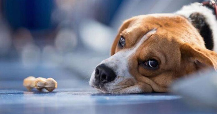 «Η ανθρωπιά ενός σκύλου»: Το ποστ της δημοσιογράφου στο φέισμπουκ που έγινε viral