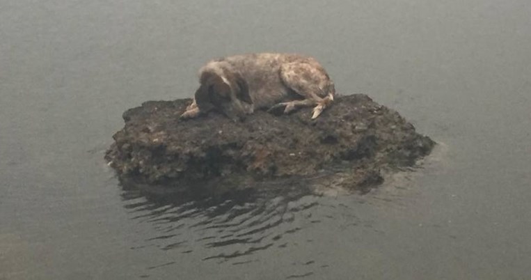 Η φωτογραφία με το σκύλο στον βράχο, μέσα στη θάλασσα, που γλύτωσε την πυρκαγιά 