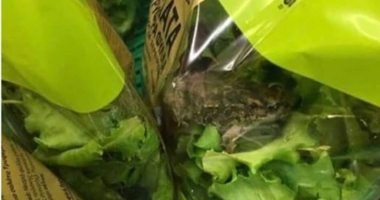 Ζωντανός βάτραχος μέσα σε φρέσκια σαλάτα στον ΑΒ Βασιλόπουλο και το twitter παίρνει φωτιά 