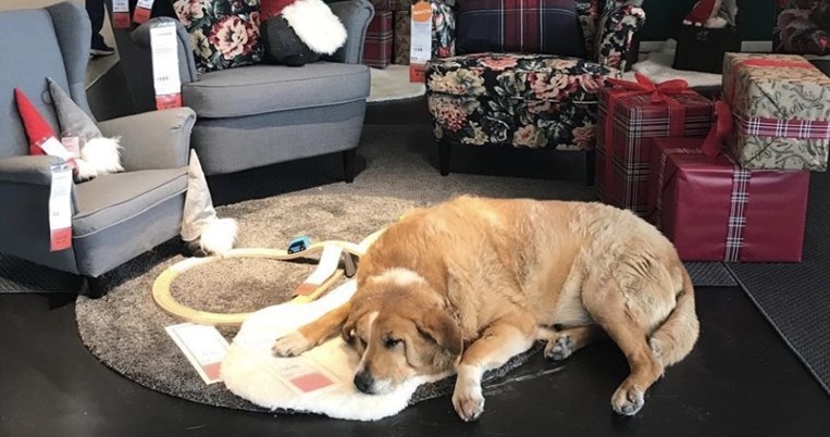 Η κίνηση του ΙΚΕΑ με τους αδέσποτους σκύλους θα σε κάνει να λιώσεις από αγάπη 