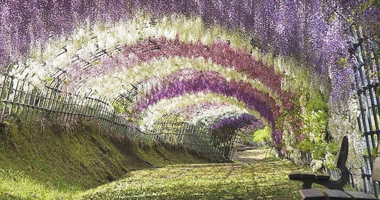 Τούνελ από λουλούδια: Αυτός είναι ο ομορφότερος ανοιξιάτικος προορισμός στον κόσμο