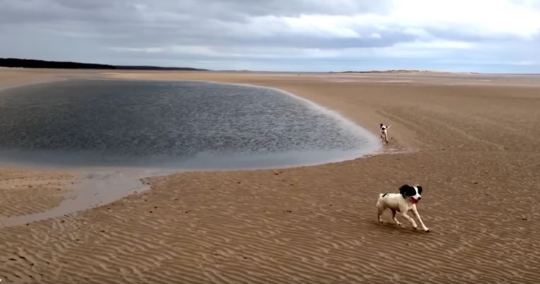 Η νέα ταινία που σκηνοθέτησε η Τίλντα Σουίντον με πρωταγωνιστές τα σκυλιά της: Ό,τι πιο αισιόδοξο