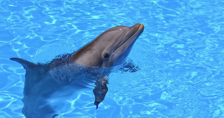 Στους Λειψούς ανοίγει καταφύγιο απελευθέρωσης αιχμάλωτων δελφινιών. Το πρώτο στον κόσμο
