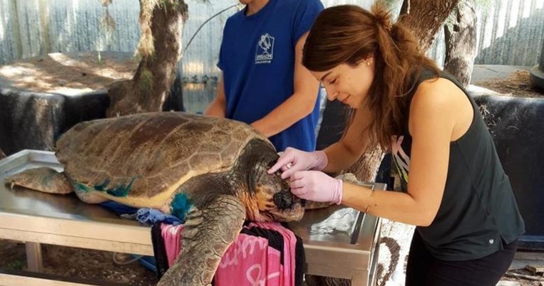 Φροντίζει τις χελώνες: Η Ειρήνη Κασιμάτη βρίσκεται στη λίστα με τους καθημερινούς ήρωες της Ευρώπης