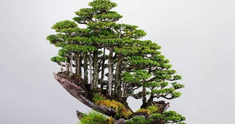 Ο θεός των μικρών πραγμάτων: Ιάπωνας δεξιοτέχνης καλλιεργεί ολόκληρα bonsai δάση