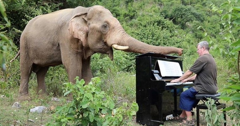 Πιανίστας παίζει κλασική μουσική σε τυφλό, τραυματισμένο ελέφαντα για να απαλύνει τον πόνο του