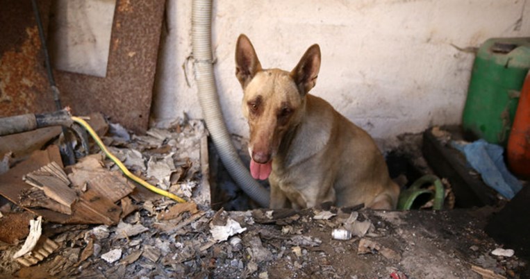 Η σκυλίτσα που έσωσε τα μικρά της από την φωτιά του Υμηττού