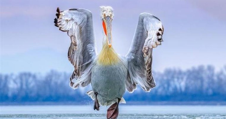 Η εκπληκτική φωτογραφία του πελεκάνου της λίμνης Κερκίνης που απέσπασε το πρώτο βραβείο 