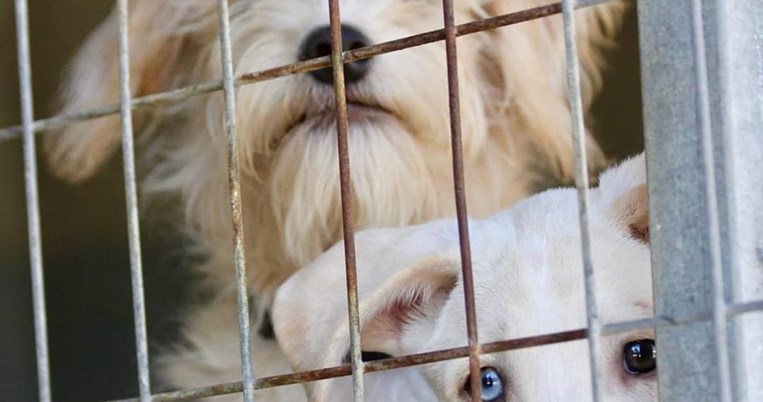 «Ο Ρομπέν είναι τυφλός και η Μάριον είναι η οδηγός του»: Η ιστορία δύο κουταβιών μάς διδάσκει πολλά