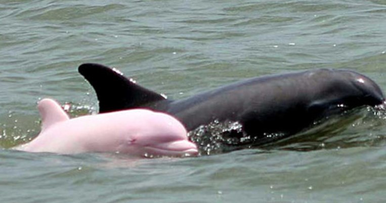 Η Pinky, ένα από τα 15 σπάνια ροζ δελφίνια που υπάρχουν στον κόσμο, έκανε ξανά την εμφάνισή της