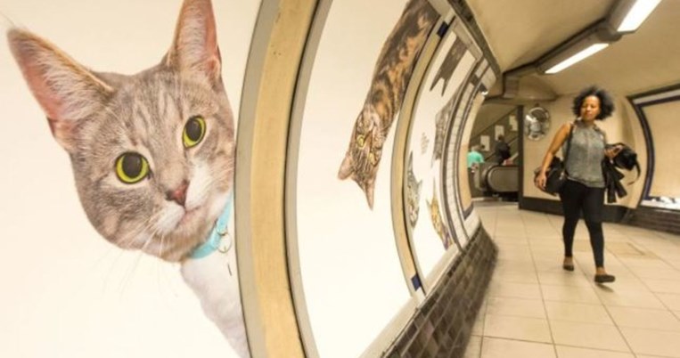 Όλες οι διαφημίσεις στο μετρό του Λονδίνου αντικαταστάθηκαν με φωτογραφίες από πανέμορφα γατάκια 