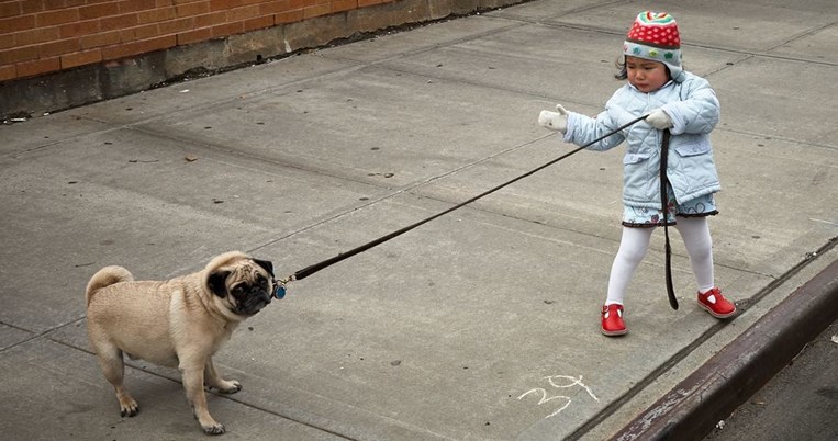 Πρόστιμο 2.400 ευρώ σε όποιον δε βγάζει το σκύλο του βόλτα 