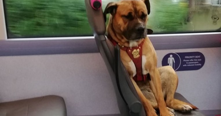 Η μελαγχολική σκυλίτσα που πήρε μόνη της το λεωφορείο. Όλοι θέλουν να την υιοθετήσουν