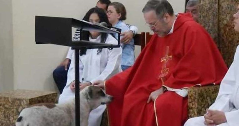 Ο ιερέας της αγάπης: Αδέσποτοι σκύλοι βρίσκουν καταφύγιο στην εκκλησία του