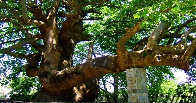 828 έτη ζωής: Τέσσερα πλατάνια της Θεσσαλονίκης γίνονται διατηρητέα μνημεία της φύσης